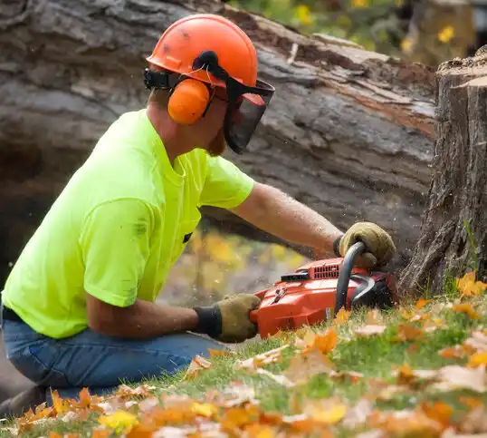 tree services East Riverdale